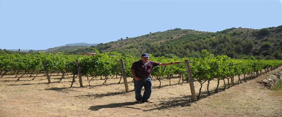 Tarragona wine